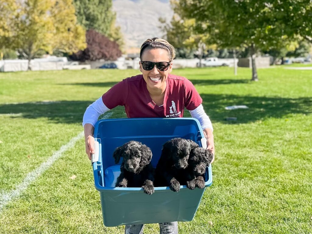 Utah county dog training
