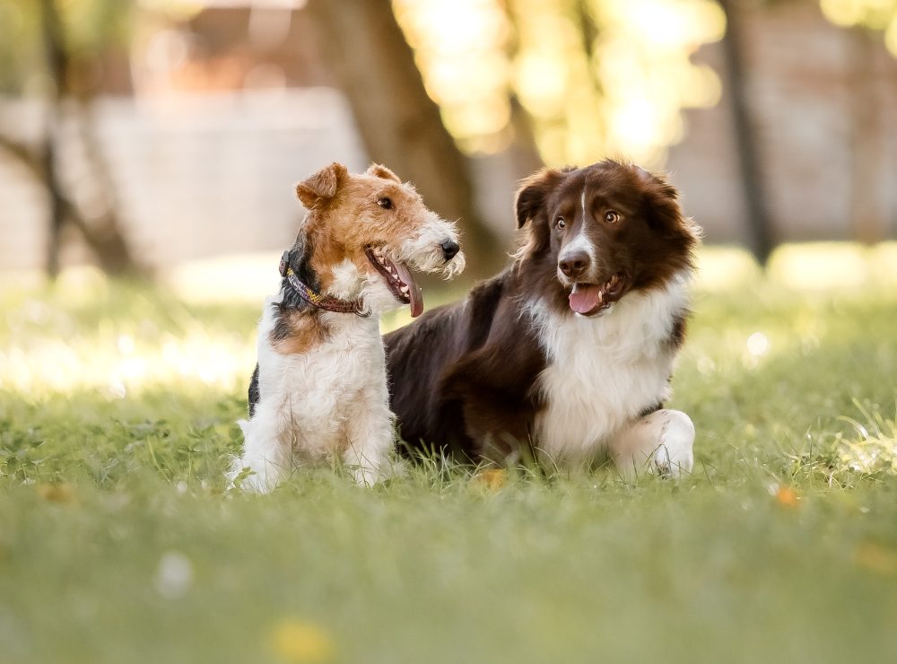 Basic obedience training for dogs in Utah County