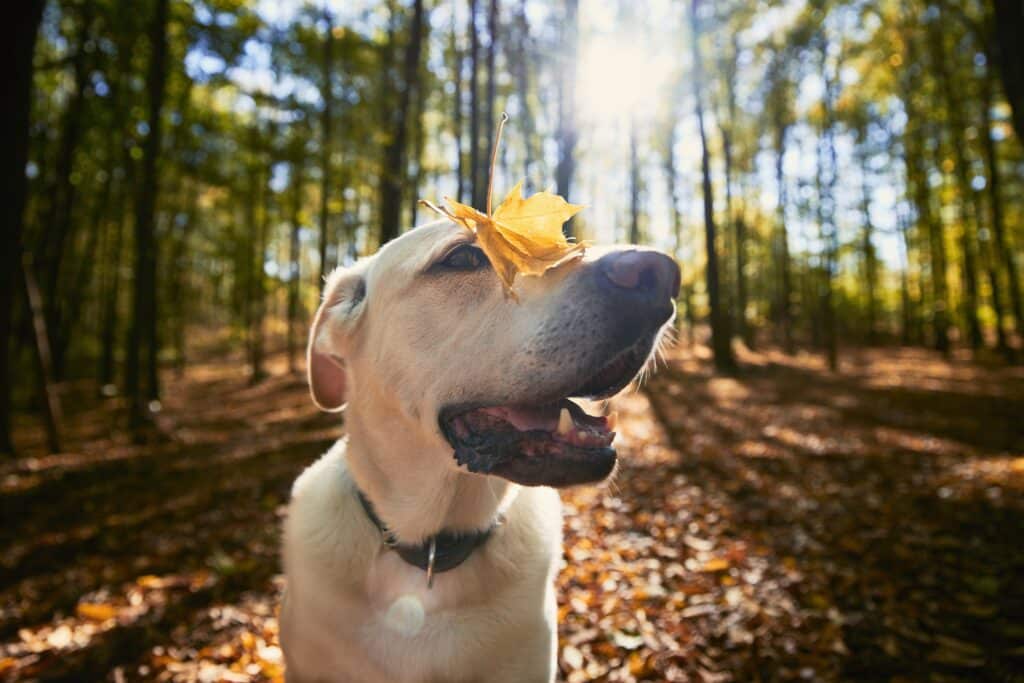 Happy dog in autumn forest