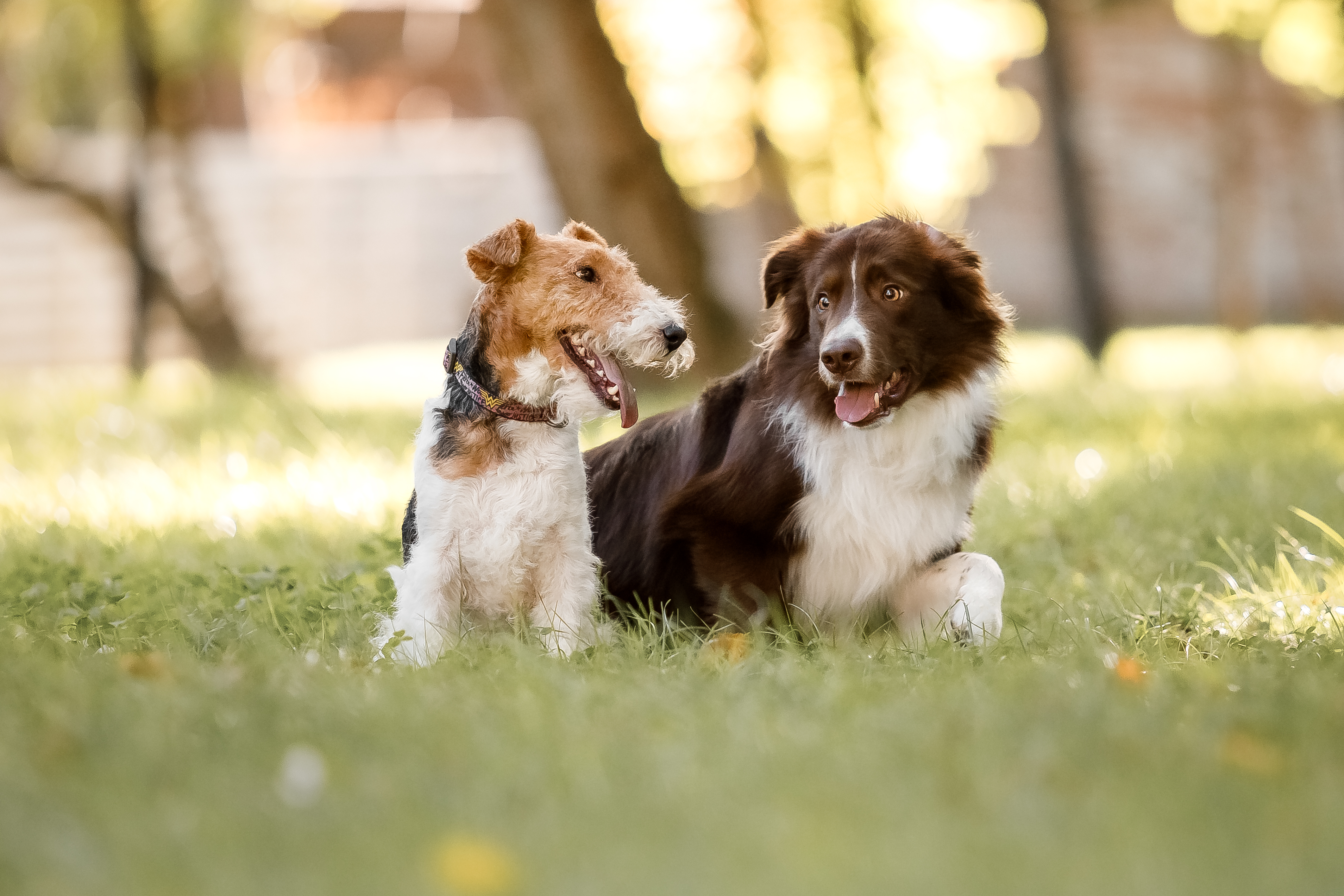 Basic obedience training for dogs in Utah County