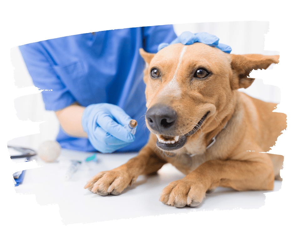 do probiotics help with allergies in dogs