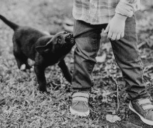 puppy biting child