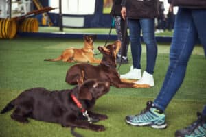 Benefits of Utah County Dog Training