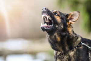 Aggressive Dog Training