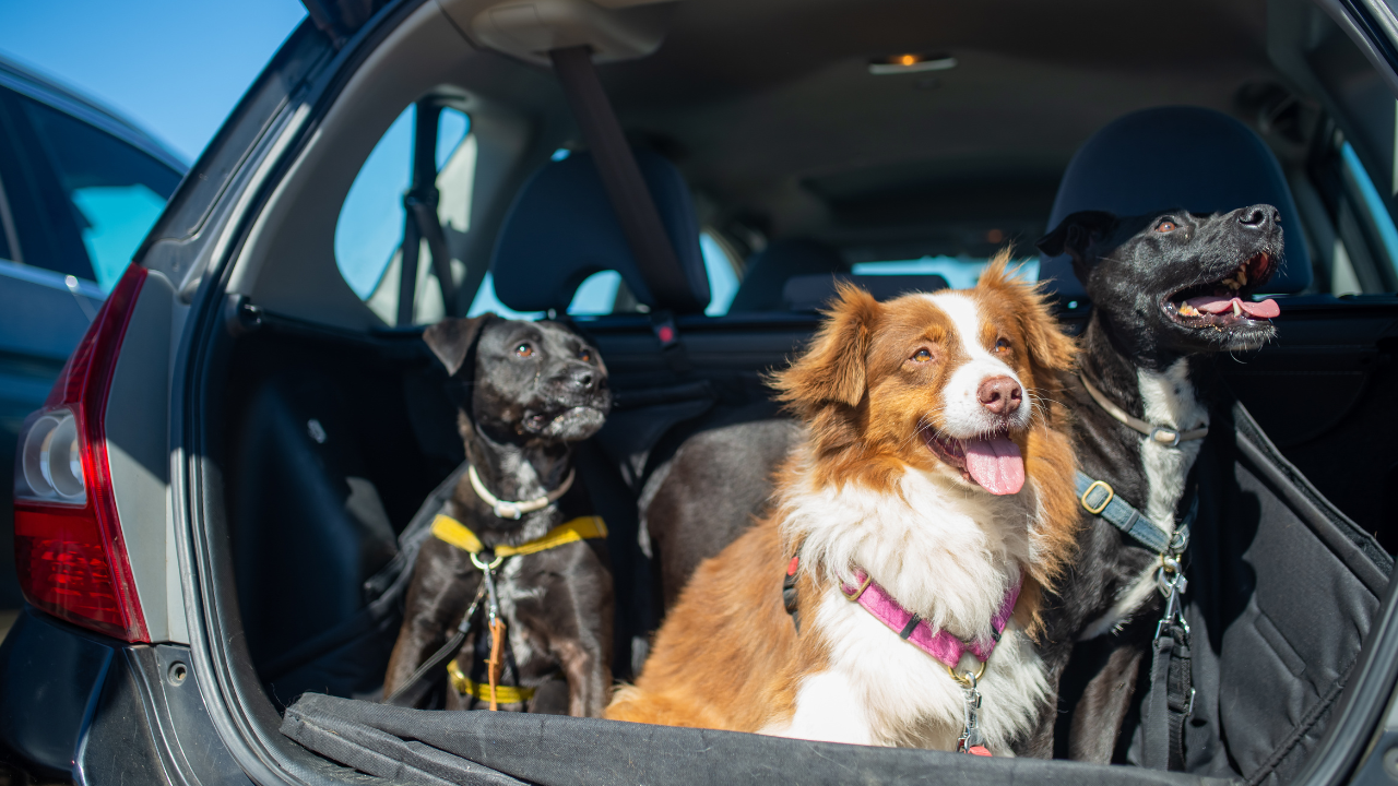 How to Stop Dog from Whining in Car: Proven Calmness Tips