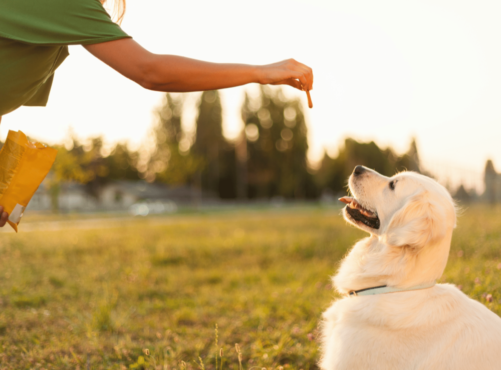 How can I make my dog listen to me