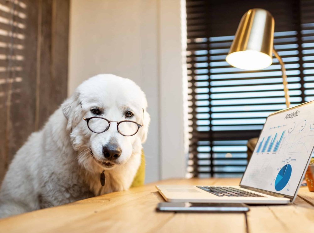 Dog with a laptop in the office